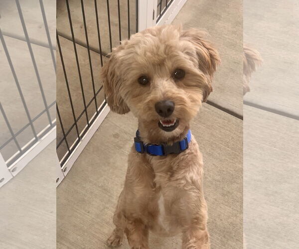 Medium Photo #1 Poodle (Miniature) Puppy For Sale in Santa Clarita, CA, USA