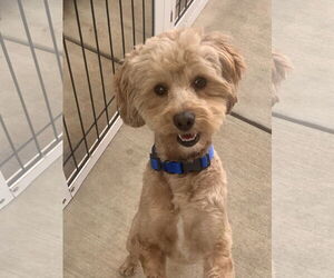 Poodle (Miniature) Dogs for adoption in Santa Clarita, CA, USA