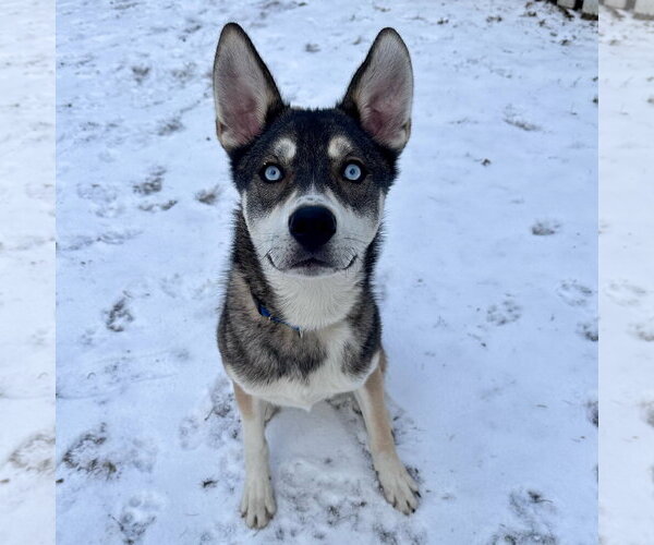 Medium Photo #5 Mutt Puppy For Sale in Brooklyn Center, MN, USA