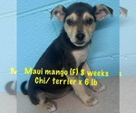 Small Chihuahua Mix
