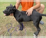 Litter of 6 - Male(s) and Female(s) Cane CorsoLitter of Puppies for Sale - Photo #3