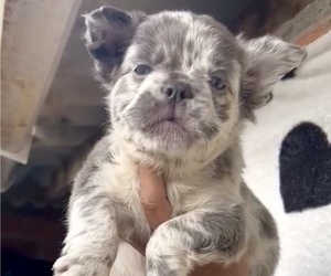 French Bulldog Puppy for sale in TULSA, OK, USA