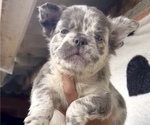 Small French Bulldog