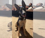 Small #2 German Shepherd Dog Mix