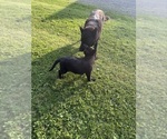 Small #4 German Shepherd Dog