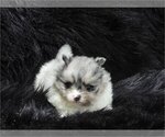Hand delivery - Female Pomeranian Puppy for Sale - Photo #10