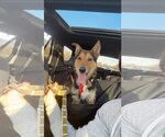 Small #12 German Shepherd Dog Mix