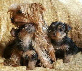 Father of the Yorkshire Terrier puppies born on 11/28/2018