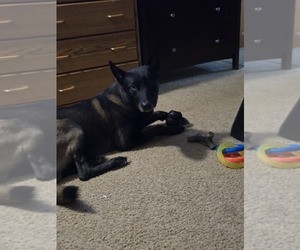 Father of the Belgian Malinois puppies born on 06/12/2025