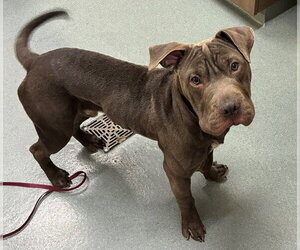 Mutt Dogs for adoption in Baytown, TX, USA