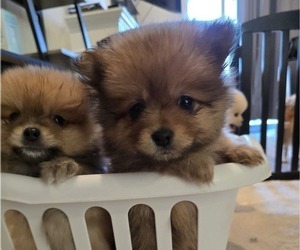 Pomeranian Puppy for Sale in MENIFEE, California USA