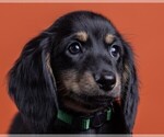 Small Photo #53 Dachshund Puppy For Sale in CROWLEY, TX, USA