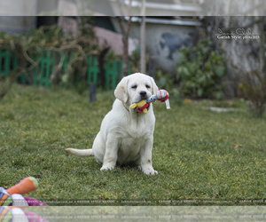 Labrador Retriever Puppy for sale in Bilhorod-Dnistrovskyi, Odessa, Ukraine