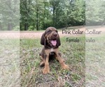 Small Photo #1 Bloodhound Puppy For Sale in WARRIOR, AL, USA