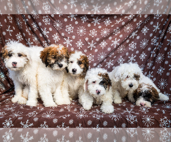 Medium Photo #1 Saint Berdoodle Puppy For Sale in WAKARUSA, IN, USA