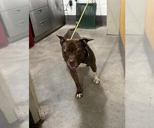 Staffordshire Bull Terrier-Unknown Mix Dogs for adoption in Forestville, MD, USA