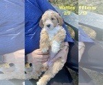 Puppy Waffles Aussiedoodle