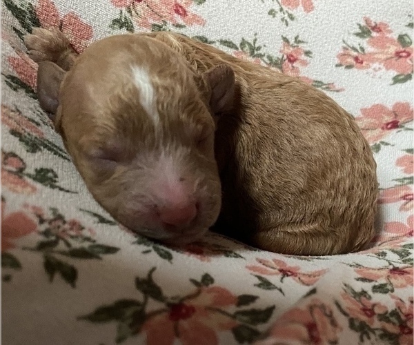 Medium Photo #2 Poodle (Miniature) Puppy For Sale in RUDD, IA, USA
