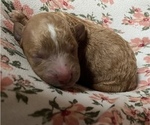 Small #1 Poodle (Miniature)