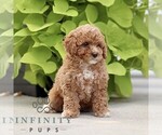 Small #3 Poodle (Miniature)