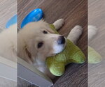 Small #5 Great Pyrenees