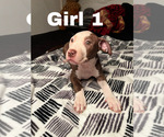Small Photo #5 American Pit Bull Terrier Puppy For Sale in CHICAGO, IL, USA