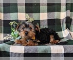 Small Photo #2 Yorkshire Terrier Puppy For Sale in QUARRYVILLE, PA, USA