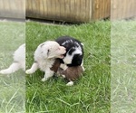 Small #4 Border Collie