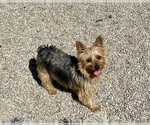 Small Photo #1 Shorkie Tzu Puppy For Sale in MOUNT PLEASANT, MI, USA
