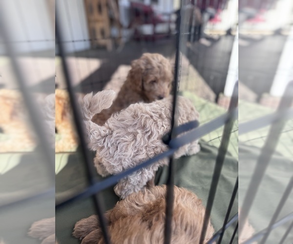 Medium Photo #26 Goldendoodle Puppy For Sale in HARTFORD, CT, USA