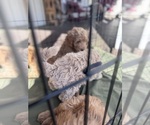 Small #25 Goldendoodle