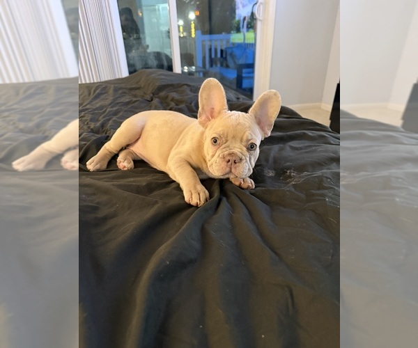 Medium Photo #22 French Bulldog Puppy For Sale in ARVERNE, NY, USA