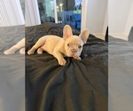 Small #21 French Bulldog