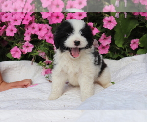 Aussie-Poo Puppy for sale in SHILOH, OH, USA