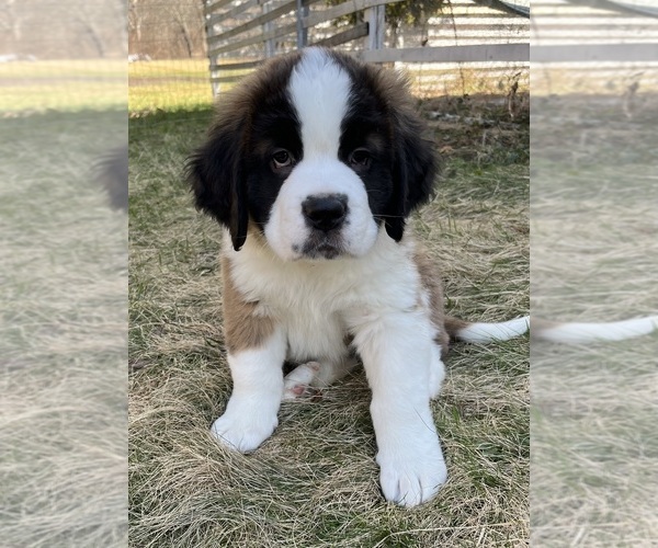 Medium Photo #1 Saint Bernard Puppy For Sale in BARRINGTON, RI, USA