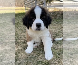 Saint Bernard Puppy for sale in BARRINGTON, RI, USA