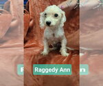 Small #1 Mutt
