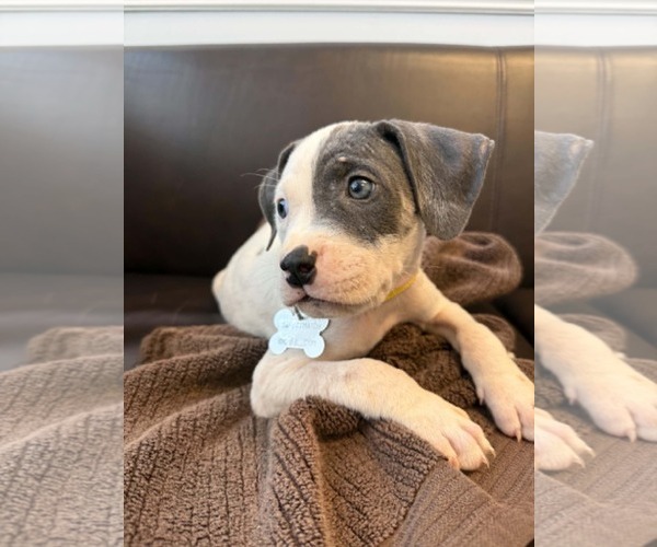 Medium Photo #2 American Staffordshire Terrier-Unknown Mix Puppy For Sale in Holly Springs, NC, USA