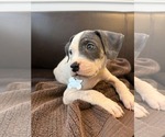 Small #1 American Staffordshire Terrier Mix