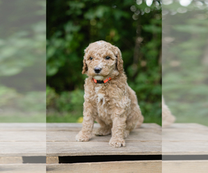 Double Doodle Puppy for sale in KALAMAZOO, MI, USA