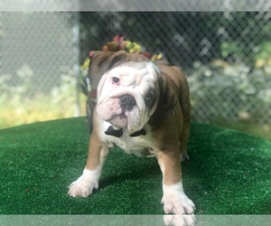 English Bulldog Puppy for sale in CRANSTON, RI, USA