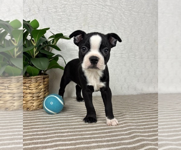 Medium Photo #2 Boston Terrier Puppy For Sale in GREENFIELD, IN, USA