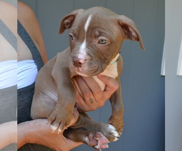 Medium Photo #6 American Bully Puppy For Sale in LENOIR CITY, TN, USA