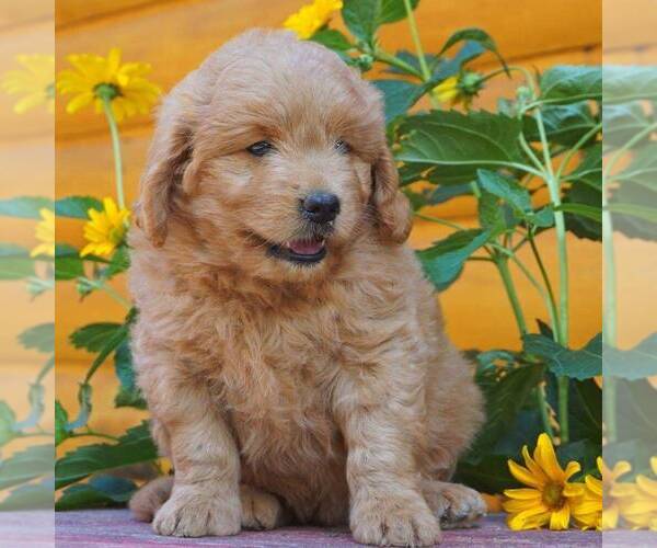 Medium Photo #6 Goldendoodle (Miniature) Puppy For Sale in WITHEE, WI, USA