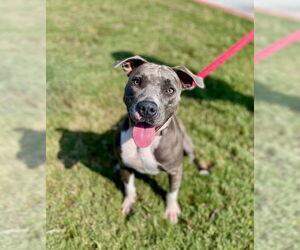 American Pit Bull Terrier Dogs for adoption in Baytown, TX, USA