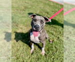 Small American Pit Bull Terrier