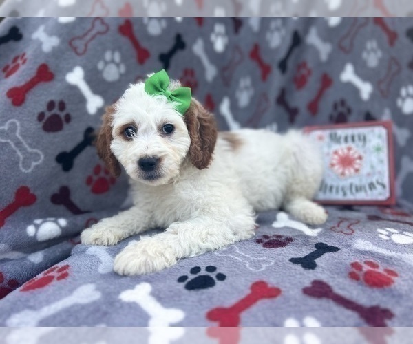 Medium Photo #5 Cock-A-Poo Puppy For Sale in LAKELAND, FL, USA