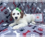 Small Photo #5 Cock-A-Poo Puppy For Sale in LAKELAND, FL, USA