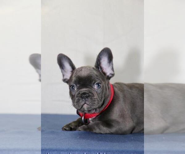 Medium Photo #5 French Bulldog Puppy For Sale in ERIAL, NJ, USA