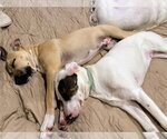 Small #15 Black Mouth Cur-Labrador Retriever Mix